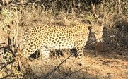 Leopard in natürlicher Umgebung - Südafrika for family - Südafrika mit Kindern erleben