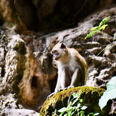 Affe sitzt ruhig auf einem moosbewachsenen Stein nahe der Batu-Höhlen – Malaysia & Borneo Familienreise
