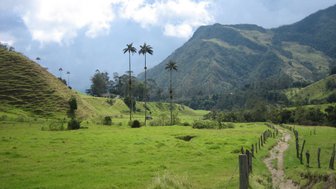 Eine weite, grüne Landschaft mit hohen Palmen und sanften Hügeln unter einem bewölkten Himmel.