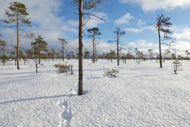 Eine verschneite Landschaft mit vereinzelten Bäumen und Fußspuren, die durch den glitzernden Schnee führen.