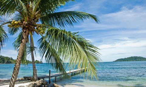 Eine tropische Landschaft mit einer Palme, die über einen ruhigen Strand und das glitzernde Wasser ragt.