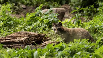 Ein Marderhund steht aufmerksam im dichten, grünen Unterholz, umgeben von üppigen Pflanzen und einem Holzstamm.