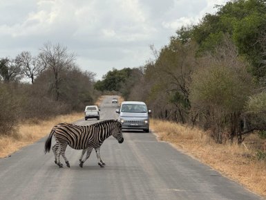 Zebra läuft vor Safari-Fahrzeugen über die Straße – Südafrika mit Kindern