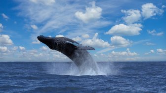 Buckelwal zeigt sich in der Drake Bay – Costa Rica mit Kindern