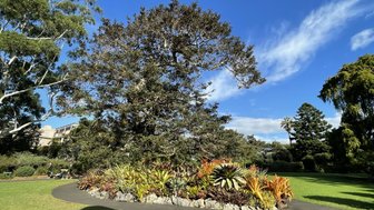 Ein majestätischer Baum mit üppigem Laub steht im Mittelpunkt des botanischen Gartens, umgeben von blühenden Pflanzen.