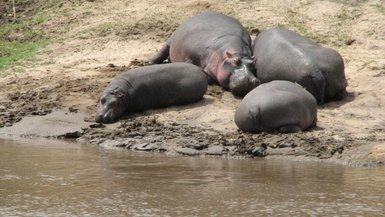 Vier Flusspferde ruhen sich am Ufer eines ruhigen Flusses aus, während die Sonne auf die sandige Fläche scheint.