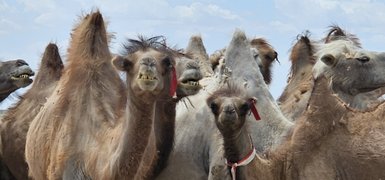Eine Gruppe von Kamelen mit auffälligen Gesichtern und verschiedenen Farbtönen steht vor einem hellen Himmel.