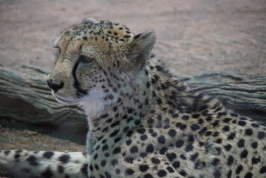 Ein Gepard liegt entspannt im Schatten - Namibia Rundreise mit Kindern