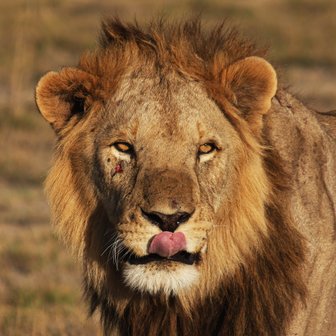 Löwe im Amboseli NP leckt sich die Zunge - Kenia mit Kindern