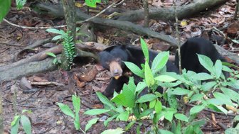 Junge schwarze Malaienbären im Sun Bear Sanctuary – Malaysia & Borneo Familienreise
