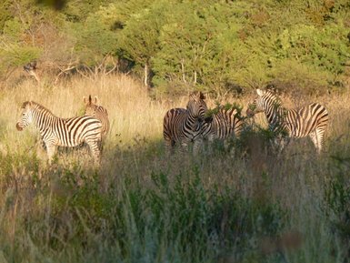 Eine Gruppe von Zebras steht in hohem Gras, umgeben von Bäumen und Sträuchern, in einer friedlichen, natürlichen Umgebung.