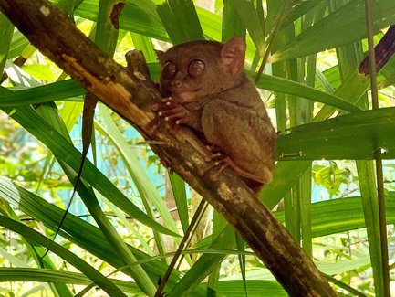 Ein Tarsier sitzt auf einem Ast, umgeben von üppigem, grünem Blattwerk, mit großen, neugierigen Augen.
