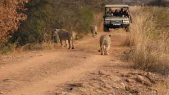 Drei Löwen folgen einem Safari-Fahrzeug durch die Savanne im Entabeni Game Reserve – Südafrika Reise mit Kindern