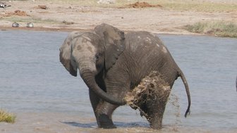 Ein Elefant nimmt ein Bad - Namibia Familienurlaub