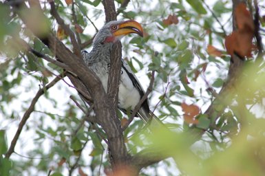 Ein auffälliger Hornvogel sitzt auf einem Ast, umgeben von grünen Blättern und einem Hauch von herbstlichen Farben.