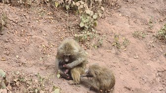 Paviane Affen grasen am Boden in der Savanne – Tansania Familienreise