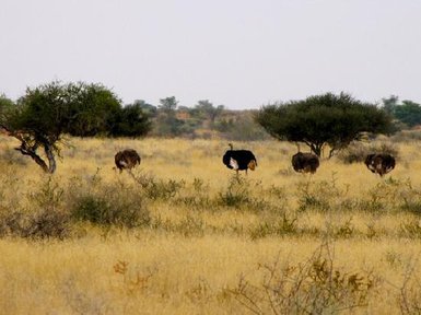 Strauße laufen durch die trockene Buschlandschaft der Kalahari – Sri Lanka Reise mit Kindern