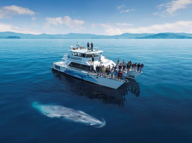 Ein Boot mit vielen Passagieren beobachtet einen Wal, der sanft unter der Wasseroberfläche schwimmt, umgeben von ruhigem Wasser.
