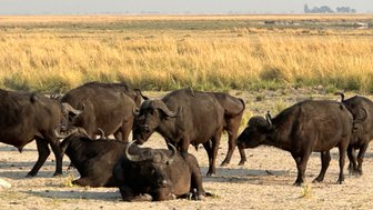 Eine Gruppe von Wasserbüffeln ruht in der trockenen Savanne, umgeben von hohem Gras und einer weiten, offenen Landschaft.
