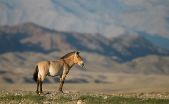 Ein wildes Pferd steht majestätisch in der weiten Landschaft des Hustai-Nationalparks, umgeben von sanften Hügeln.