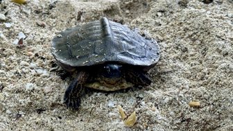 Eine Schildkröte kriecht über den sandigen Boden, umgeben von kleinen Steinen und Pflanzenresten.