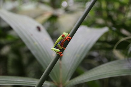 Eine leuchtend grüne Frosch sitzt auf einem dünnen Stängel, umgeben von üppigem, grünem Blattwerk im Hintergrund.