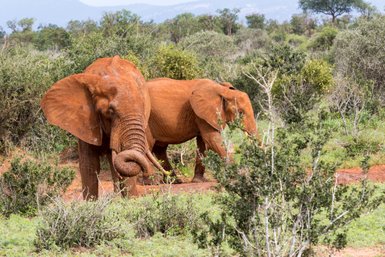 Zwei majestätische Elefanten mit rotem Erdboden umgeben, während sie durch die grüne Savanne Kenias wandern.