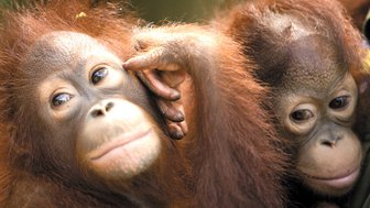 Zwei Orang-Utans sitzen dicht nebeneinander – Malaysia & Borneo mit Kindern
