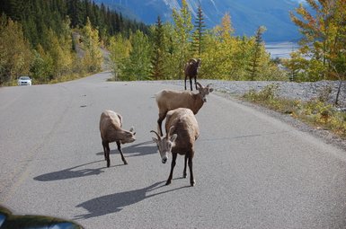 Eine Gruppe von Dickhornschafen steht auf einer Straße, umgeben von buntem Herbstlaub und Bergen im Hintergrund.