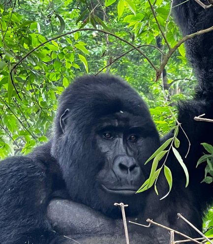 Ein majestätischer Gorilla sitzt entspannt zwischen üppigem Grün, seine tiefen Augen strahlen Ruhe und Weisheit aus.