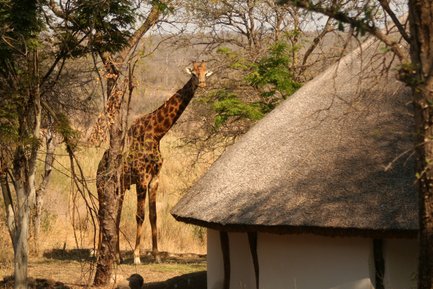 Eine Giraffe steht majestätisch zwischen Bäumen, während ein traditionelles Rondavel im Vordergrund sichtbar ist.