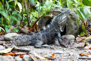 Leguan ruht sich im Manuel Antonio Nationalpark aus – Costa Rica Reise mit Kindern
