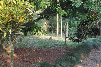 Weiter Blick auf Nasenbär in natürlicher Umgebung – Costa Rica Familienreise