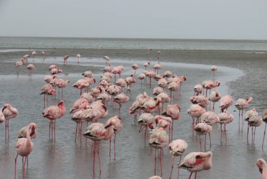Im Wasser stehende Flamingos - Namibia mit Jugendlichen