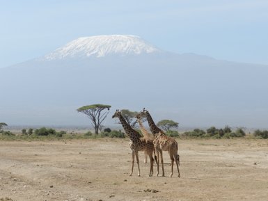 Drei Giraffen stehen in der Savanne, während der schneebedeckte Kilimandscharo im Hintergrund majestätisch aufragt.