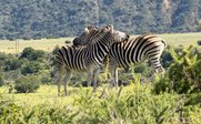 Zwei Zebras in grüner Landschaft - Garden Route for family