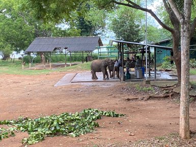 Elefantenwaisen im Schutzgebiet Elephant Transit Home im Udawalawe Nationalpark – Sri Lanka Reise mit Kindern