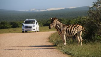 Zebra steht nahe eines Safari-Autos im Addo Nationalpark – Garden Route mit Kindern