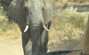 Elefant schaut in Kamera - Tansania Family & Teens - Tansania mit Kindern und Jugendlichen