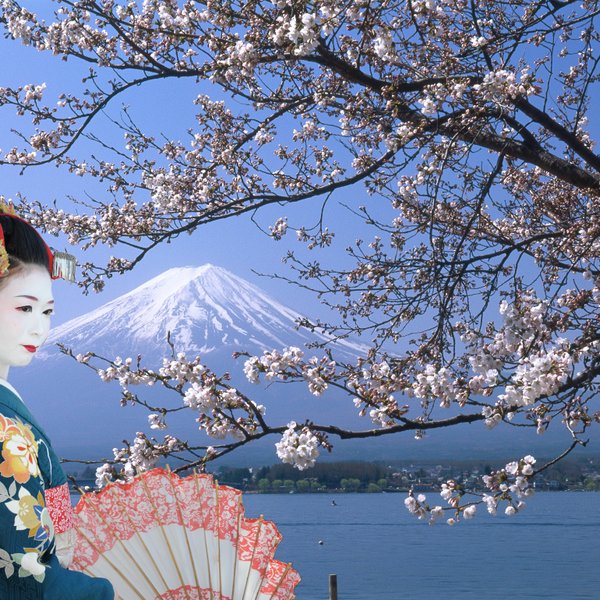 Eine Geisha in traditioneller Kleidung steht vor dem majestätischen Fuji, umgeben von blühenden Kirschbäumen.
