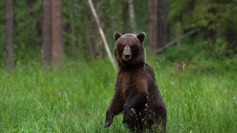 Ein brauner Bär steht aufrecht in einer grünen Wiese, umgeben von Bäumen und sanften Lichtverhältnissen.