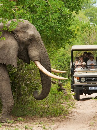 Ein Elefant wird während einer Safari-Pirschfahrt im Kruger Nationalpark entdeckt – Südafrika Familienreise