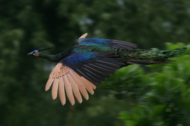 Ein prächtiger Pfau fliegt majestätisch durch die Luft, seine bunten Federn strahlen im Sonnenlicht.