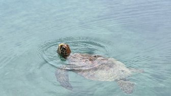 Eine Meeresschildkröte schwimmt ruhig im klaren Wasser, während sanfte Wellen um sie herum kreisen.