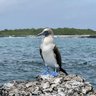 Ein Blaufußtölpel steht majestätisch auf einem Felsen, umgeben von klarem Wasser und einer grünen Küstenlandschaft.