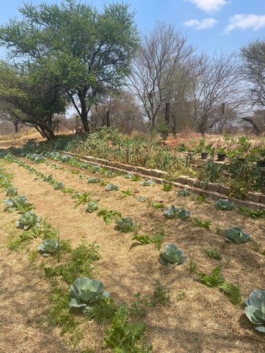 Blick auf den Gemüsegarten der Makutsi Farm mit verschiedenen Gemüsebeeten – Südafrika Familienreise