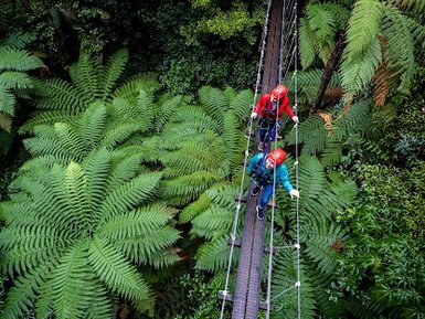 Zwei Personen mit Helmen überqueren eine Hängebrücke, umgeben von üppigem, grünem Farn und dichten Bäumen.