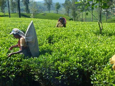 Frauen bei der Teeernte auf einer Plantage in Nuwara Eliya – Sri Lanka mit Kindern