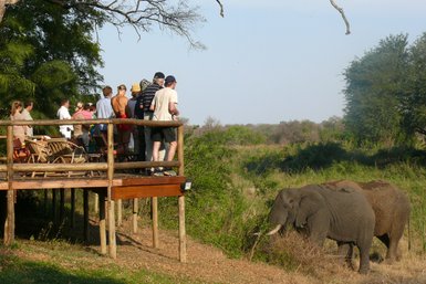 Eine Reisegruppe beobachtet zwei Elefanten in freier Wildbahn im Makutsi Game Reserve – Südafrika Familienreise
