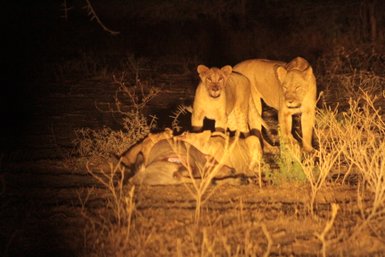 Löwen fressen ihre Beute in der Nacht bei einer Safari im Grumeti – Tansania Reise mit Kindern
